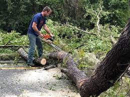 Best Tree Mulching  in Nitro, WV