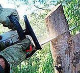 Best Utility Line Clearance  in Nitro, WV